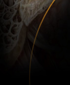 medical illustration