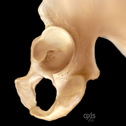 Copyright 2004 Axis Arts